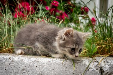 Küçük gri bir kedi portresi. Gri kedi gündüz vakti parkta.