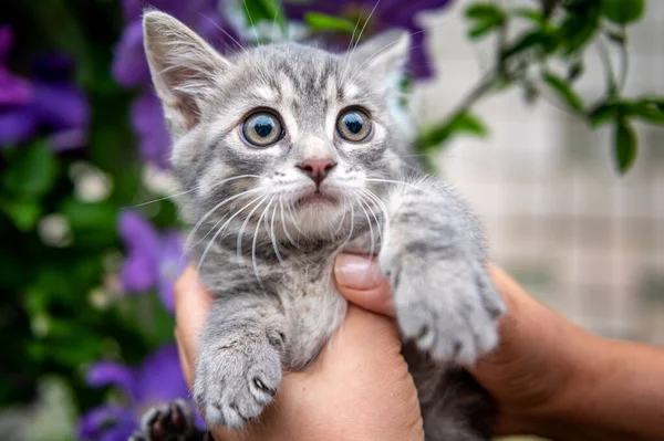 Porträtt Liten Grå Kattunge Grå Katt Parken Dagsljus — Stockfoto