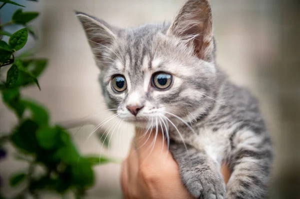 Retrato Gatinho Cinzento Gato Cinza Parque Iluminação Diurna — Fotografia de Stock