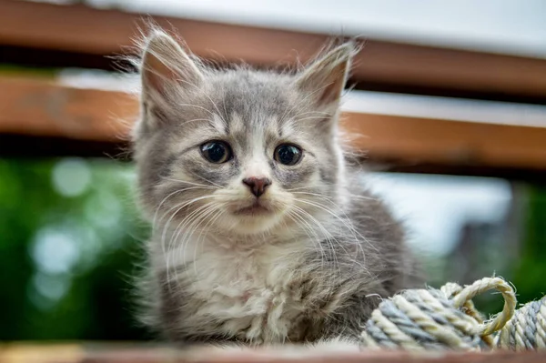 Πορτρέτο Ενός Μικρού Γκρι Γατάκι Γκρι Γάτα Στο Πάρκο Φως — Φωτογραφία Αρχείου