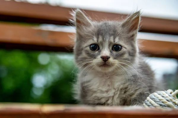 Retrato Gatinho Cinzento Gato Cinza Parque Iluminação Diurna — Fotografia de Stock