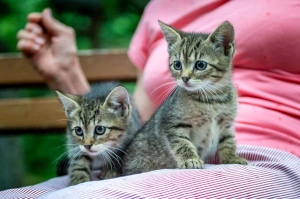 Två Bedårande Kattungar Poserar Händerna Värdinnan Sommaren — Stockfoto