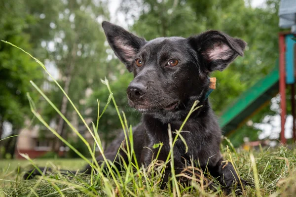 Porträtt Svart Hund Utomhus Apelsinhund — Stockfoto