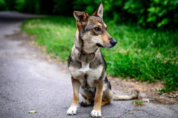 Porträtt Hemlös Hund Utomhus Apelsinhund — Stockfoto