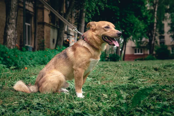 Portret Van Een Gemberhond Buiten Klootzak — Stockfoto