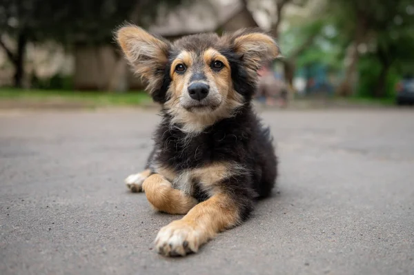 Porträtt Hemlös Hund Utomhus Apelsinhund — Stockfoto