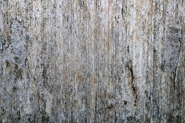 Ahşap dokusunu kapat. Tahta termitlerle çürür. Eski grunge desenli ahşap arka plan