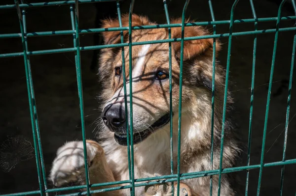 Homeless dogs in the shelter in a cage behind bars. Dog behind the net