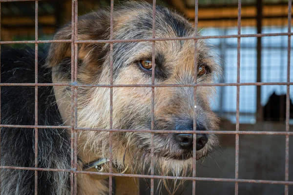 Homeless Dogs Shelter Cage Bars Dog Net — Stock Photo, Image