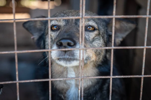 Perros Sin Hogar Refugio Una Jaula Tras Las Rejas Perro — Foto de Stock