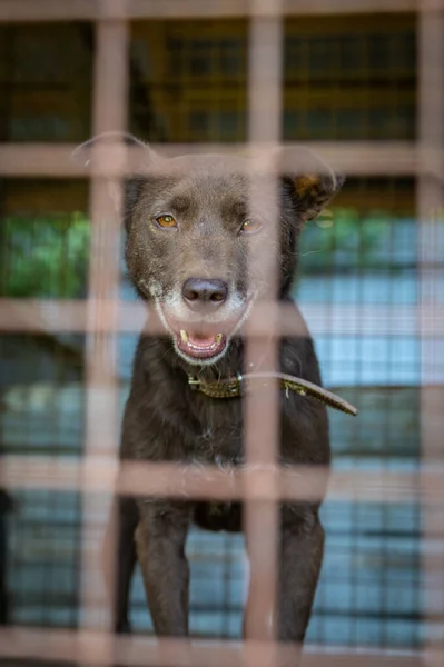 Homeless dogs in the shelter in a cage behind bars. Dog behind the net