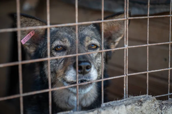 Homeless Dogs Shelter Cage Bars Dog Net — Stock Photo, Image
