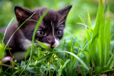 Küçük siyah beyaz bir kedi yavrusu portresi. Kedi gündüz vakti parkta.