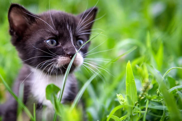 Porträtt Liten Svart Och Vit Kattunge Katt Parken Dagsljus — Stockfoto