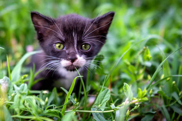 Portret Van Een Klein Zwart Wit Katje Kat Het Park — Stockfoto