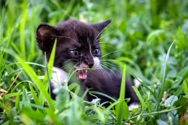 Egy Kis Fekete Fehér Cica Portréja Macska Parkban Nappali Világítás — Stock Fotó