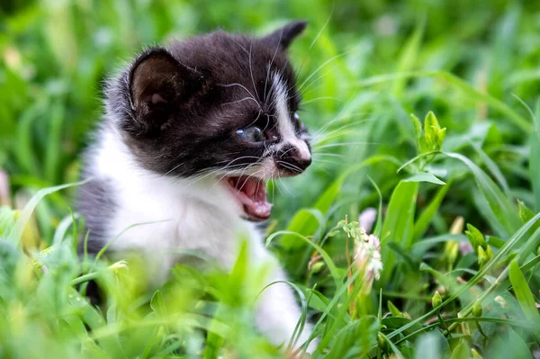 Porträt Eines Kleinen Schwarz Weißen Kätzchens Katze Park Tagsüber Beleuchtet — Stockfoto