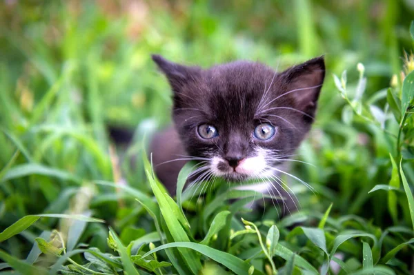 Porträt Eines Kleinen Schwarz Weißen Kätzchens Katze Park Tagsüber Beleuchtet — Stockfoto