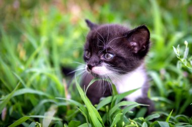 Küçük siyah beyaz bir kedi yavrusu portresi. Kedi gündüz vakti parkta.