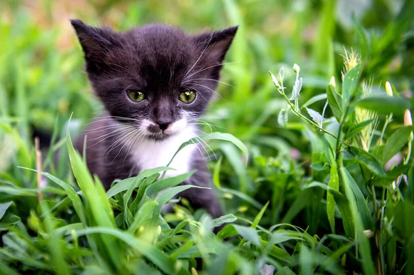 Портрет Маленького Чорно Білого Кошеняти Кіт Денному Освітленні Парку — стокове фото