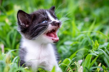 Küçük siyah beyaz bir kedi yavrusu portresi. Kedi gündüz vakti parkta.