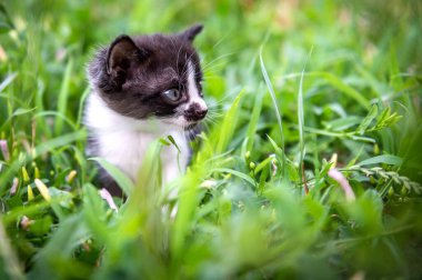 Küçük siyah beyaz bir kedi yavrusu portresi. Kedi gündüz vakti parkta.