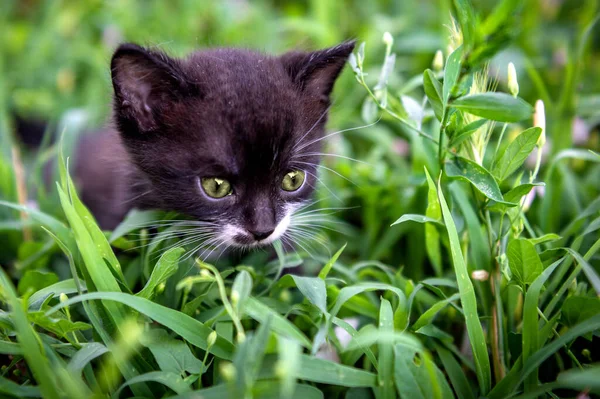 Porträtt Liten Svart Och Vit Kattunge Katt Parken Dagsljus — Stockfoto
