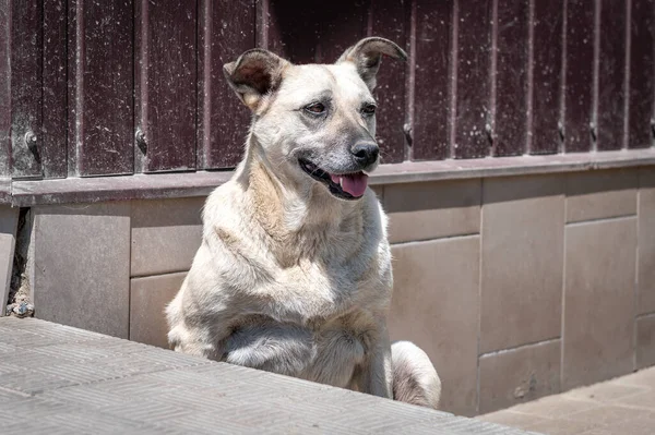 Portrait Homeless Purebred Dog Street — Stock Photo, Image