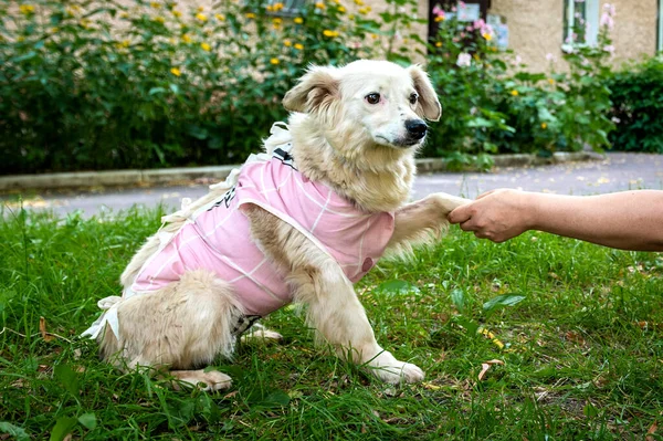 Portret Van Een Dakloze Rasechte Hond Straat — Stockfoto