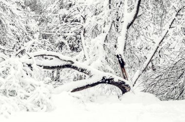 Karların altındaki ağaçlar. Kar altında düşen ağaçlara kış manzarası. Yoğun kar altında tehlikeli ağaçlar. Şehir caddesinde kar fırtınası