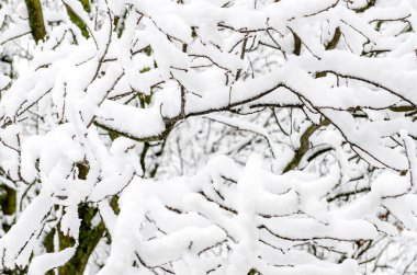 Karların altındaki ağaçlar. Kar altında düşen ağaçlara kış manzarası. Yoğun kar altında tehlikeli ağaçlar. Şehir caddesinde kar fırtınası