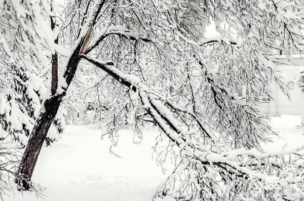 Árboles Bajo Nieve Vista Invierno Sobre Árboles Caídos Bajo Nieve — Foto de Stock