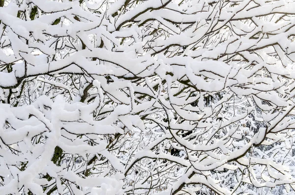 Árboles Bajo Nieve Vista Invierno Sobre Árboles Caídos Bajo Nieve — Foto de Stock