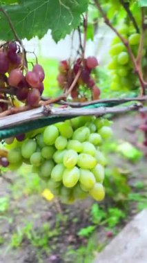 Güneşli bir günde olgun üzümler. Üzüm bağları dışarıda toplanıyor. Dikey video