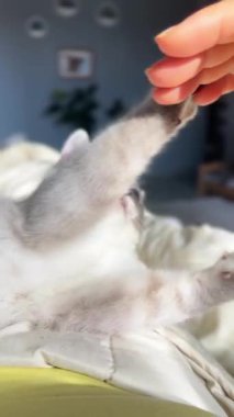 Mavi gözlü şirin beyaz kedi. Sevimli kedi kanepede dinleniyor ve kameraya bakıyor. Dikey video