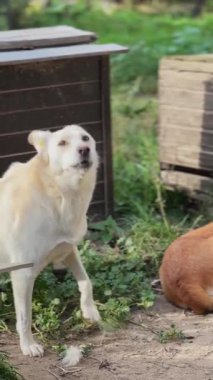 Hayvan barınağındaki köpekler. Çitin arkasındaki evsiz köpekler. Dikey video
