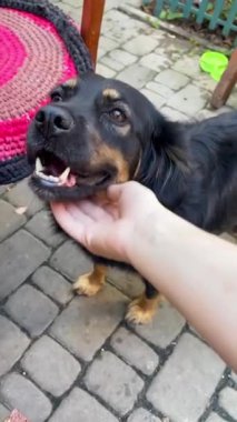 Evsiz köpek. Hayvan barınağındaki köpekler. Sokaklarda dolaşan sokak köpekleri. Dikey video