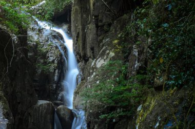 Ormanda küçük bir şelale. Küçük çağlayan şelaleli yemyeşil orman