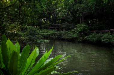 Ormanda küçük sakin bir nehir. Yoğun tropikal ormanlarla çevrili küçük pitoresk nehir..
