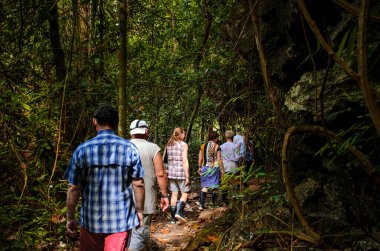 12 ARALIK 2016 'DA. Bir grup turist ormanda yürüyor. Turistler, güneşli bir günde sık çalılıklarda dolaşırlar..
