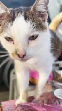 Barınakta evlatlık bekleyen evsiz bir kedi. Evsiz hayvan. Hayvanlar Derneği 'nde sokak kedisi. Dikey video