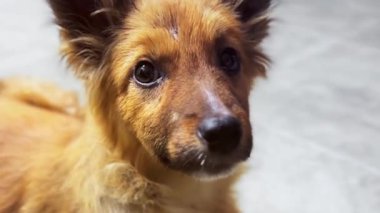 Hayvan barınağında evlat edinilmeyi bekleyen evsiz bir köpek. Sokak köpeğinin yakın plan portresi. Başıboş hayvanlar konsepti. 