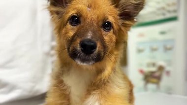 Hayvan barınağında evlat edinilmeyi bekleyen evsiz bir köpek. Sokak köpeğinin yakın plan portresi. Başıboş hayvanlar konsepti. 