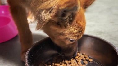 Hayvan barınağında evlat edinilmeyi bekleyen evsiz bir köpek. Sokak köpeğinin yakın plan portresi. Başıboş hayvanlar konsepti. 