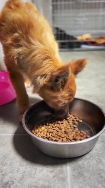 Evsiz aç köpek kaseden yer. Aç köpek aç gözlülükle kaseden yemek yiyor. Sığınakta hayvanları besliyor.. 