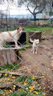 Hayvan barınağında evsiz köpekler. Köpekler evlat edinilmeyi bekliyor. Başıboş hayvanlar ve hayvan barınakları.