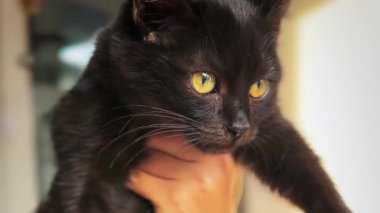 Barınakta evlatlık bekleyen evsiz bir kedi. Evsiz hayvan. Hayvanlar Derneği 'nde sokak kedisi..