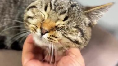 Barınakta evlatlık bekleyen evsiz bir kedi. Evsiz hayvan. Hayvanlar Derneği 'nde sokak kedisi..