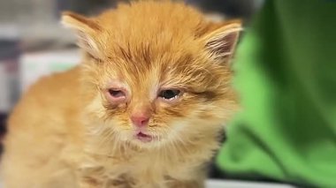 Veteriner kliniğindeki kedi. Kediyi klinik masasında yatarken yakından çek. Veterinerlik sınavı kedisi.