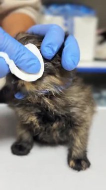 Veteriner kliniğindeki kedi. Kediyi klinik masasında yatarken yakından çek. Veterinerlik sınavı kedisi.
